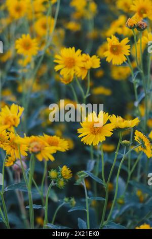 Un groupe de fleurs sauvages jaunes Banque D'Images