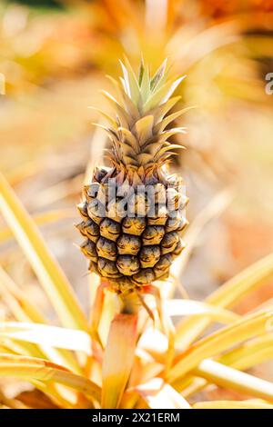 Fruit d'ananas mûrissant sur une plante tropicale ensoleillée Banque D'Images