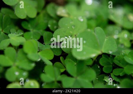 Gouttes de pluie printanières sur les trèfles verts éclatants Banque D'Images
