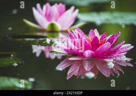 Nénuphars roses flottant dans l'eau Banque D'Images