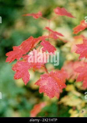 Gros plan des gouttes de pluie sur les feuilles rouges d'automne Banque D'Images