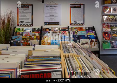 Poole, Dorset, Royaume-Uni. 19 avril 2024. Le magasin de disques Boiler Room Records de Kingland Crescent, Poole prépare la journée du magasin de disques demain, encourageant les gens à visiter et soutenir les magasins de disques locaux. Le magasin ouvre à 8h du matin avec des files d'attente attendues pour accéder à des centaines d'éditions limitées d'un large éventail d'artistes, qu'ils ne peuvent pas enregistrer à l'avance ou précommander. Des légendes comme David Bowie qui ne sont plus avec nous seront des vinyles populaires. Crédit : Carolyn Jenkins/Alamy Live News Banque D'Images