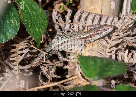 Lézard commun (Zootoca vivipara, également appelé lézard vivipare) se prélassant au soleil sur une bûche, Angleterre, Royaume-Uni Banque D'Images