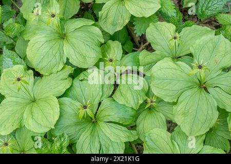 Herb paris (Paris quadrifolia) poussant dans une parcelle dans les bois humides, Hampshire, Angleterre, Royaume-Uni, en avril ou au printemps Banque D'Images