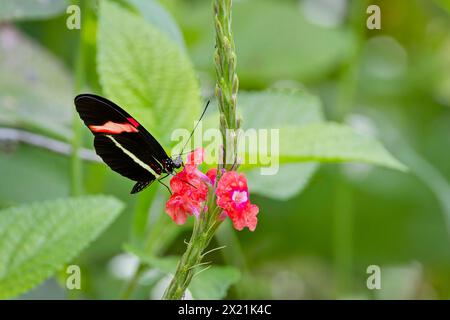 Facteur rouge, petit facteur, papillon de fleur de passion rouge, cramoisi-patché (Heliconius erato), suce le nectar de la fleur de Porterweed, St. Banque D'Images