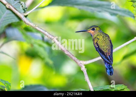 Brillant couronné vert (Heliodoxa jacula), jeune homme assis sur une branche près de la forêt tropicale, Costa Rica, Alajuela, Cascades de la Paz Banque D'Images