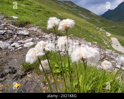 Coton de Scheuchzer, coton blanc (Eriophorum scheuchzeri), fructification, Allemagne, Bavière Banque D'Images