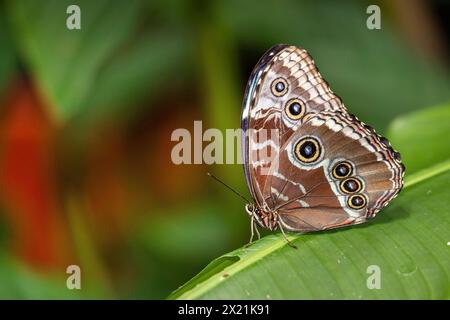 Morpho bleu, morpho bleu Peleides, morpho commun, l'empereur (Morpho peleides), assis sur une feuille, vue ventrale, Costa Rica, Alajuela Banque D'Images