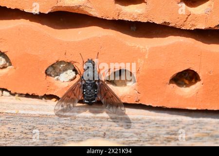 Duvet beefly (Anthrax anthrax), sur un hôtel d'abeilles sauvages, Allemagne Banque D'Images