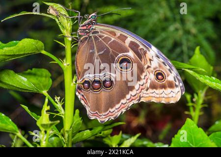 Morpho bleu (Morpho peleides), vue latérale, Allemagne Banque D'Images