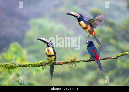 Aracari à collier (Pteroglossus torquatus), Toucans assis sur une branche dans la forêt tropicale, un oiseau volant vers le haut, Costa Rica, Boca Tapada Banque D'Images