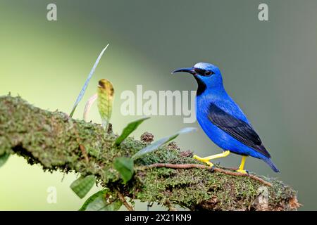 Lucide (Cyanerpes lucidus), homme assis sur une branche dans la forêt tropicale, Costa Rica, Boca Tapada Banque D'Images