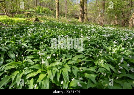 Ail sauvage (Allium ursinum, ramsons) fleurs sauvages tapis de sol boisé en avril ou au printemps, Hampshire, Angleterre, Royaume-Uni Banque D'Images