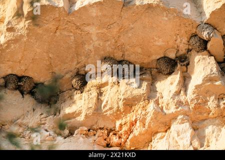 Crag martin (Ptyonoprogne rupestris, Hirundo rupestris), nids d'hirondelles sur une paroi rocheuse protégée du vent, sèche et ensoleillée, Espagne Banque D'Images