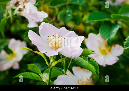 Rose pour chien (Rosa canina), fleurs, Allemagne Banque D'Images