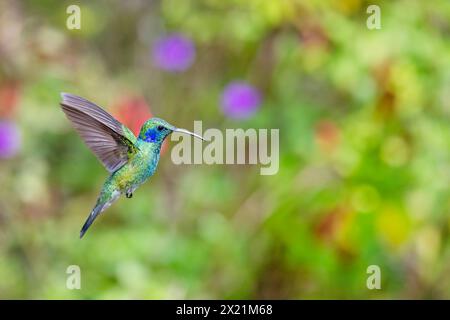 Petit violon, violette de montagne (Colibri cyanotus), fleurs approchant, Costa Rica, San Gerardo de Dota Banque D'Images