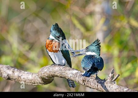 Amazon kingfisher (Chloroceryle amazona), sur une branche perchée couple remettant de la nourriture, Costa Rica, Tarcoles Banque D'Images