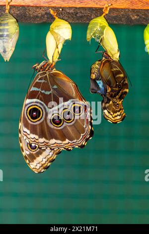 Morpho bleu, morpho bleu Peleides, morpho commun, l'empereur (Morpho peleides), éclosion de papillon de pupa, Costa Rica, Alajuela Banque D'Images