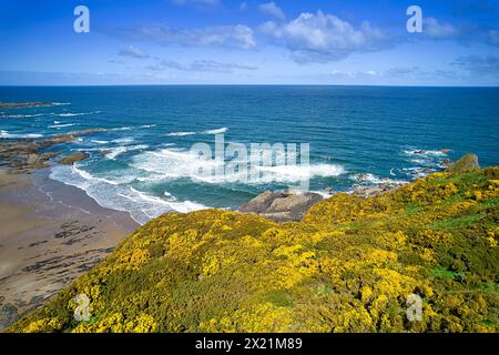 Sunnyside Beach et Bay Cullen Aberdeenshire Écosse mer bleue et ciel du Moray Firth masses de gorse jaune au printemps Banque D'Images