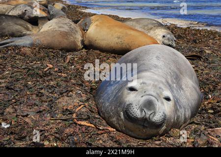 Éléphant de mer du sud (Mirounga leonina), allongé sur la plage en changeant leur fourrure, Argentine, îles Falkland, île Carcass Banque D'Images