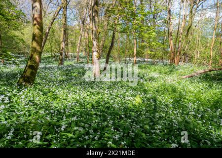 Ail sauvage (Allium ursinum, ramsons) fleurs sauvages tapis de sol boisé en avril ou au printemps, Hampshire, Angleterre, Royaume-Uni Banque D'Images