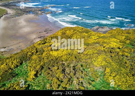 Sunnyside Beach et Bay Cullen Aberdeenshire Écosse plage de sable bleu mer et masses de gorse jaune au printemps Banque D'Images