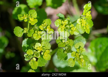 Saxifrage doré à feuilles opposées (Chrysosplenium oppositifolium), plante avec des fleurs vert doré en juin dans les bois humides, Hampshire, Angleterre, Royaume-Uni Banque D'Images