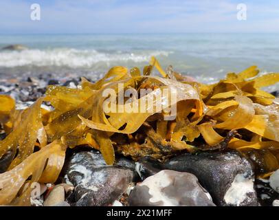 Ceinture de mer, verre météo du pauvre homme, Sweet Wack, Sugar Wack, Sugar Tang, Oarweed, Tangle, Kelp, Sugar Sea Belt, Sweet Tangle, Sugarwrack (Laminaria s Banque D'Images