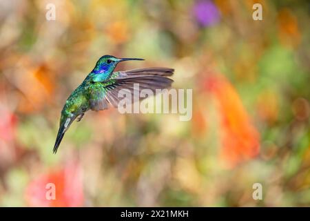 Petit violon, violette de montagne (Colibri cyanotus), fleurs approchant, Costa Rica, San Gerardo de Dota Banque D'Images