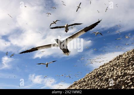 Gannet nordique (Sula bassana, Morus bassanus), gratte-fous nordiques à un rocher d'oiseau, Royaume-Uni, Écosse Banque D'Images