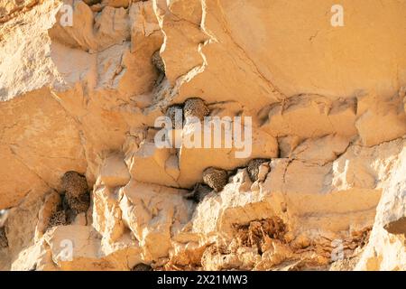 Crag martin (Ptyonoprogne rupestris, Hirundo rupestris), nids d'hirondelles sur une paroi rocheuse protégée du vent, sèche et ensoleillée, Espagne Banque D'Images