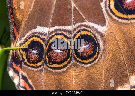 Blue morpho (Morpho peleides), Detail Eyeespots, Allemagne Banque D'Images