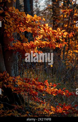 Feuilles de hêtre d'automne dans la lumière du soir, Weilheim, Bavière, Allemagne Banque D'Images