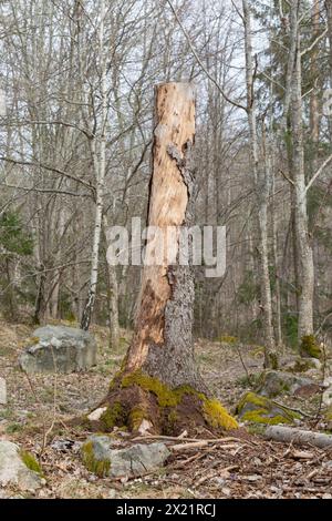 Un demi-tronc d'arbre laissé dans la forêt comme habitat pour les oiseaux et les insectes pour encourager la diversité biologique Banque D'Images
