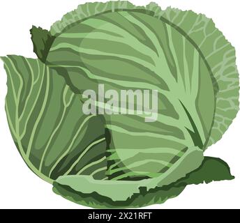 Illustration vectorielle de chou Illustration de Vecteur