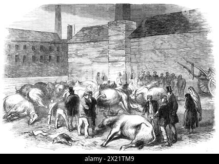 Illustrations de l'inondation à Sheffield : bovins noyés à High Bank, sur la rivière Don, 1864. Conséquences d'un éclatement d'un réservoir, causé par des matériaux de construction inadéquats. Plus d'une centaine de personnes furent tuées. '...un certain nombre de bovins... ont couché à High Bank, ayant été transportés par l'inondation à cette partie de la rivière - leurs carcasses ont énormément gonflé, et plâtré avec de la boue et de l'argile, un spectacle laid, et comme on peut rarement trouver dans la banlieue d'une grande ville commerciale. Lorsque la lumière du jour a éclaté, le samedi matin, de grands arbres et des vaches et des chevaux morts étaient couchés mélangés avec plusieurs corps humains dedans Banque D'Images