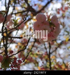 Fleur de cerisier rose sur un arbre, vu du sol, enchevêtrement flou de branches. Banque D'Images