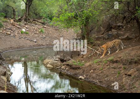 femelle sauvage tigre du bengale ou panthera tigris venant au point d'eau pour étancher sa soif dans la saison chaude d'été safari soir du parc national de ranthambore Banque D'Images