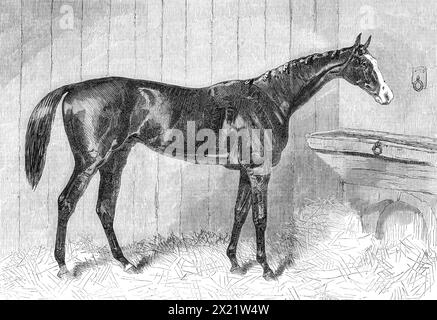 Blair Athol, vainqueur du Derby, 1864. Gravure d'un croquis de Mr. Harry Hall, de Newmarket. 'Le châtaignier est très peu court de seize mains, mais semble moins, en raison de ses proportions très fines et de ses côtes bien arrondies. Son visage est remarquable pour son blanc, qui s'étend à chaque œil et droit au-dessus de ses narines, et il porte son mât "drapeau" gaiement. Tiré de "Illustrated London News", 1864. Banque D'Images