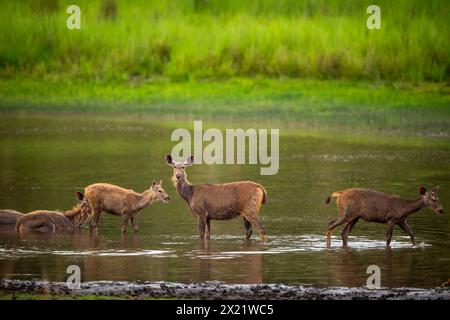 famille de cerfs sambar ou rusa unicolor se reposant dans le plan d'eau dans un paysage naturel vert lors du safari de la faune en plein air bandhavgarh Banque D'Images