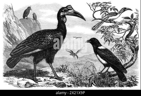 Abyssinien Hornbill, White-Neck Crow, and small Hornbill, Zoological Society, Regent's Park, 1865. oiseaux africains. 'Le grand oiseau à l'air manquant, [au premier plan], et ses compagnons sont vus dans diverses positions sur les rochers derrière et dans l'air au-dessus, est l'un de l'étrange famille des cornbill - les Bucerotidae des naturalistes. S'écartant largement des habitudes habituelles de ses congénères, qui sont généralement amateurs de forêt et mangeurs de fruits, le Ground Hornbill, comme son nom l'indique, habite les quartiers ouverts de l'Afrique intérieure, et vit d'insectes et de reptiles... l'exemple dans la... Société p Banque D'Images