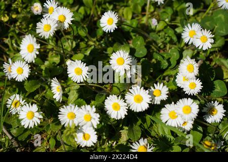 Symbole de l'amour, mignonnes petites marguerites qui poussent dans leur habitat naturel, poussant parmi les prairies et les herbes Banque D'Images