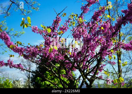 L'arbre appelé erguvan à Istanbul, qui fleurit des fleurs violettes chaque année en avril, fleurs violettes de cercis canadensis sur les branches en gros plan Banque D'Images