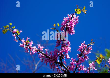 L'arbre appelé erguvan à Istanbul, qui fleurit des fleurs violettes chaque année en avril, fleurs violettes de cercis canadensis sur les branches en gros plan Banque D'Images