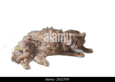 Une image isolée d'un chat couché avec sa fourrure couverte de saleté et emmêlée de nœuds. Idéal pour les campagnes de sauvetage d'animaux, les services de toilettage d'animaux, un Banque D'Images