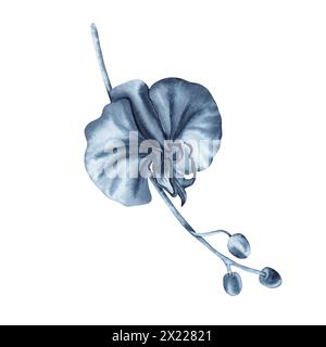 Fleur d'orchidée bleue sur tige de plante avec des bourgeons. Illustration dessinée à la main à l'aquarelle isolée sur fond blanc. Peinture florale monochrome indigo Banque D'Images