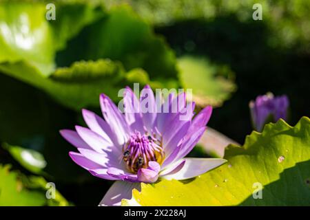 Beau lotus dans l'étang. Beau lotus et jardin fascinant Banque D'Images