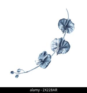 Fleurs d'orchidée bleue branche avec des bourgeons. Illustration dessinée à la main à l'aquarelle isolée sur fond blanc. Peinture florale monochrome Indigo pour la mode Banque D'Images