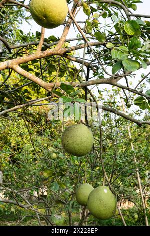 Fruits de pomelo mûrs accrochez-vous sur les arbres dans le jardin des agrumes. Pomelo ou pamplemousse sur l'arbre dans le jardin. Banque D'Images