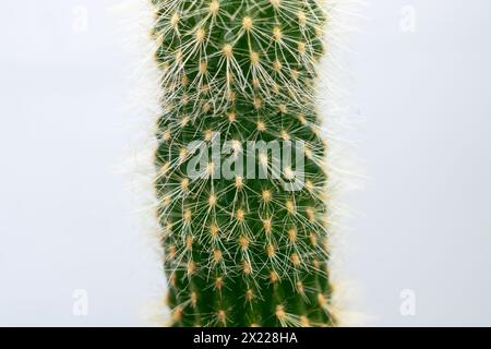 Gros plan d'un cactus, une plante terrestre à la symétrie complexe, placée sur un fond blanc éclatant. Un bel affichage de la nature capturée Banque D'Images